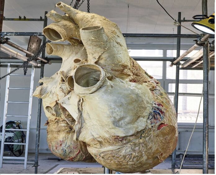 heart of a blue whale, the largest animal alive