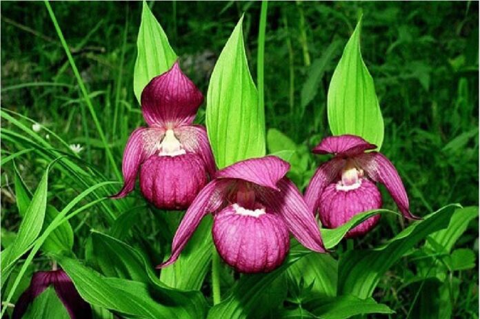 Rare Orchid Species Found in Uttarakhand's Nelang Valley