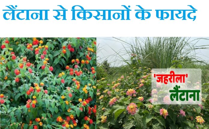 Lantana grass benefits farmers