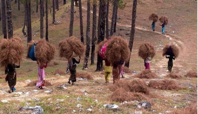 dry pine needle in uttarakhand